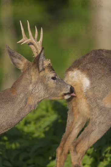 Male Roe Deer, Roe buck (Capreolus capreolus).checking if the doe is ready for mating