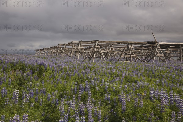 Nootka lupine, Lupinus nootkatensis, covering large areas in iceland to stop erosion. Racks to dry