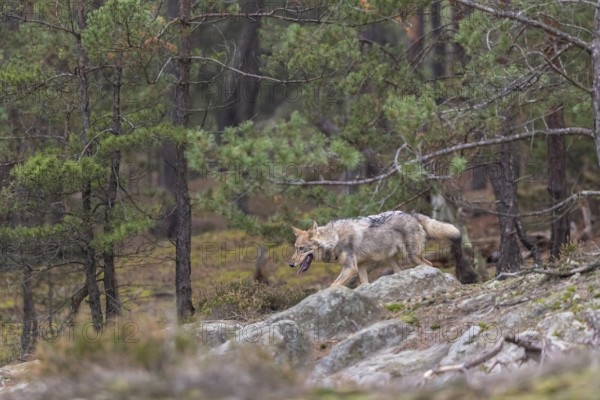 One young male eurasian gray wolf (Canis lupus lupus) running thru a forest with rocks and heather.
