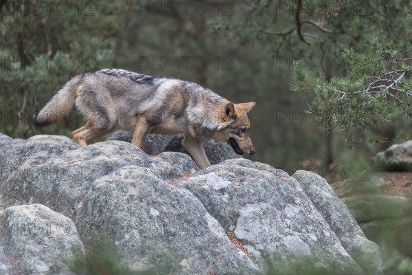 One young male eurasian gray wolf (Canis lupus lupus) running thru a forest with rocks and heather.
