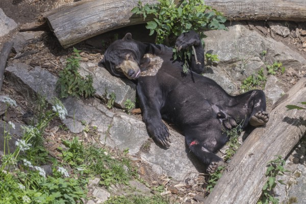 One Sun bear (Helarctos malayanus) resting on its back, totally relaxed