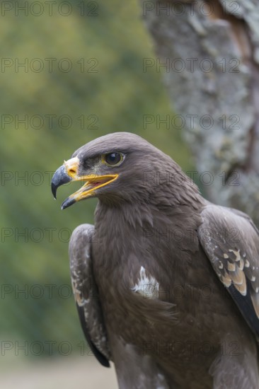 Portrait of immature Aquila nipalensis, steppe eagle, in late light with green background