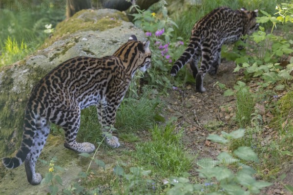 Two Ocelot, Leopardus pardalis, walking on green grass with green vegetation in the background