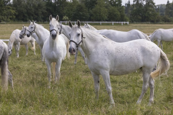 Kladruber horse, mares, standing on the paddock. National Stud Farm Kladruby nad Labem