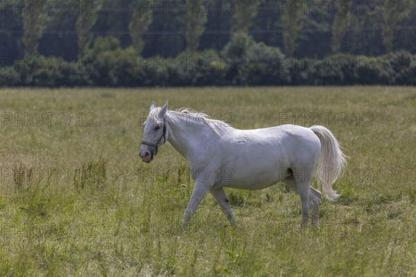 Kladruber horse, mares, running on the paddock. National Stud Farm Kladruby nad Labem