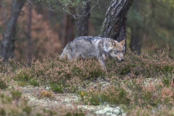 One young male eurasian gray wolf (Canis lupus lupus) running thru a forest with rocks and heather.
