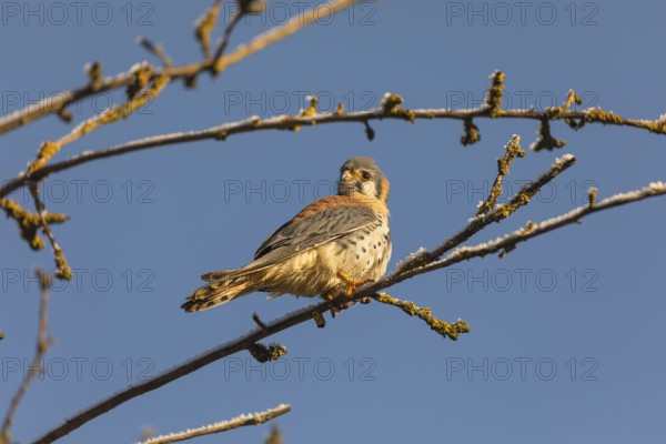 One American kestrel (Falco sparverius) sitting on a twig in early morning light with a blue sky in