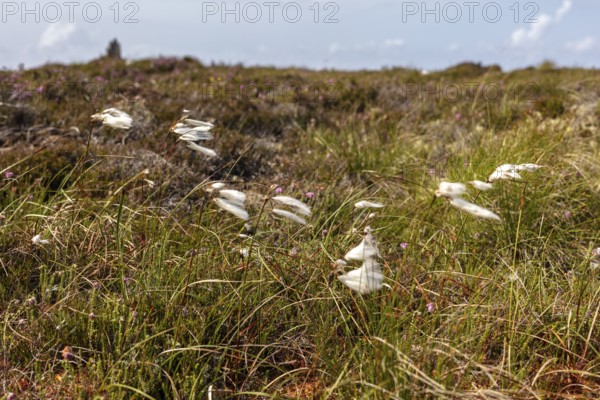 White grasses move in the wind over a brown heath landscape with a blue sky, Common cottongrass