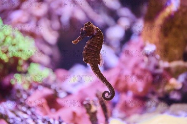 Tiger tail seahorse (Hippocampus comes) in a Aquarium, Bavaria, Germany, Europe
