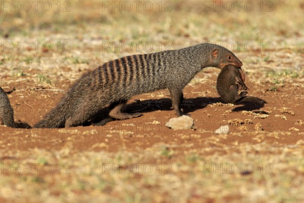 Zebra mongoose (Mungos mungo), adult with young, neck bite, mother carrying young, Kruger National