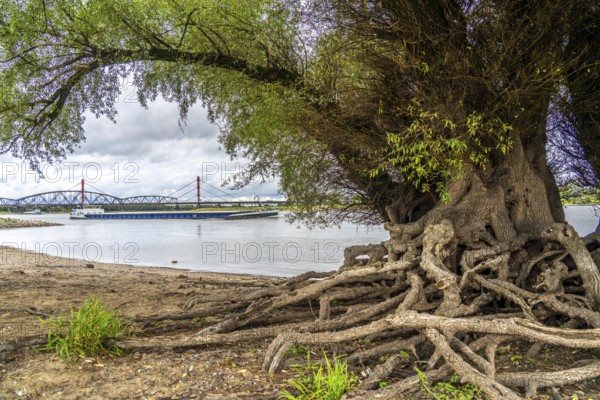 Rhine bank near Duisburg-Baerl, old silver willow, exposed roots, cargo ship, Haus-Knipp railway
