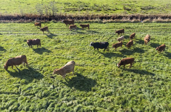 Aerial view of free-roaming herd of cattle, Grünheide, 30/10/2021