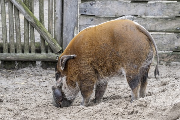 Red river hog (Potamochoerus porcus) Emmen Zoo, Netherlands
