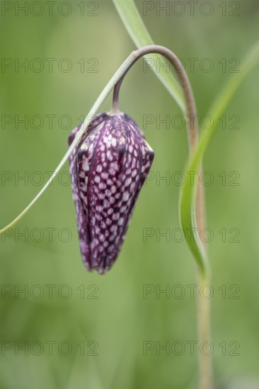 Snake's head fritillary (Fritillaria meleagris), Emsland, Lower Saxony, Germany, Europe
