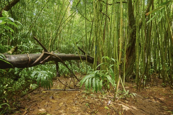 Landscape of Rainforest at the Lulumahu trail to the Lulumahu falls, Honolulu Watershed Forest