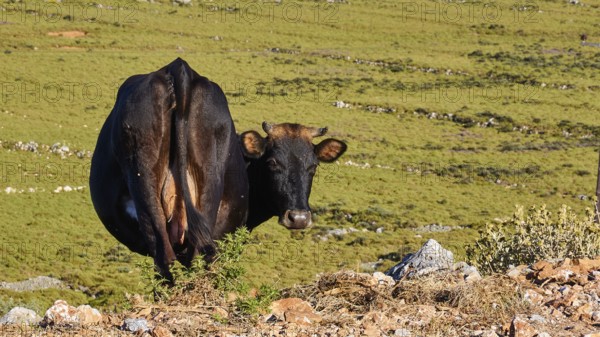A cow on a green meadow in front of a mountain panorama under a blue sky, farm animals, Mani