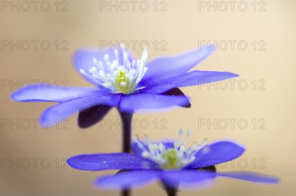Three-lobed liverwort (Hepatica nobilis), Ranunculaceae, Fridingen, Upper Danube nature park Park,