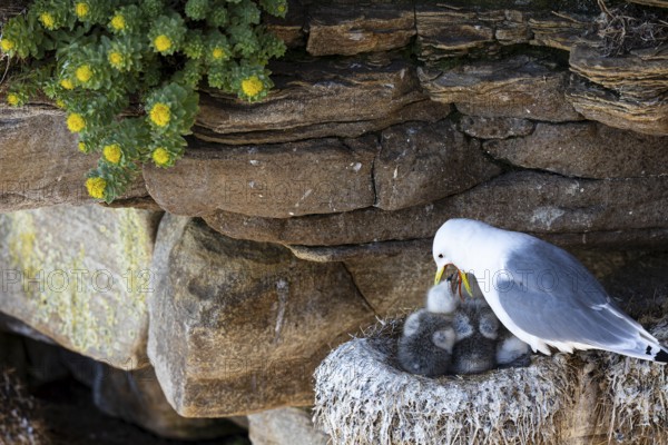 Kittiwake (Rissa tridactyla), adult bird feeding chicks on nest, Varanger, Finnmark, Norway, Europe