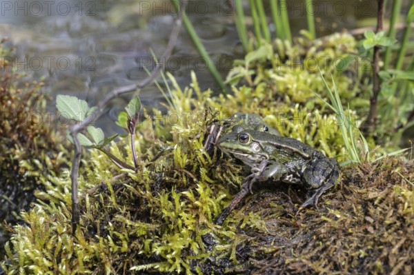Green frogs (Pelophylax esculentus), Emsland, Lower Saxony, Germany, Europe