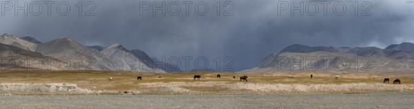Herd of horses on a plateau, Ak Shyrak Mountains, near Kumtor, Kara-Say, Tian Shan, Kyrgyzstan,