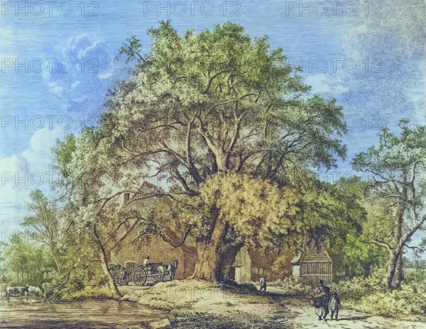 Famous old trees, The Wych elm at Bagot's Mill, England, Historical, digitally restored