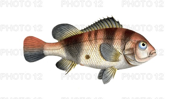 Fish, Fish, Fish genus from the snapper family Lutjanus surinamensis, Historical, digitally