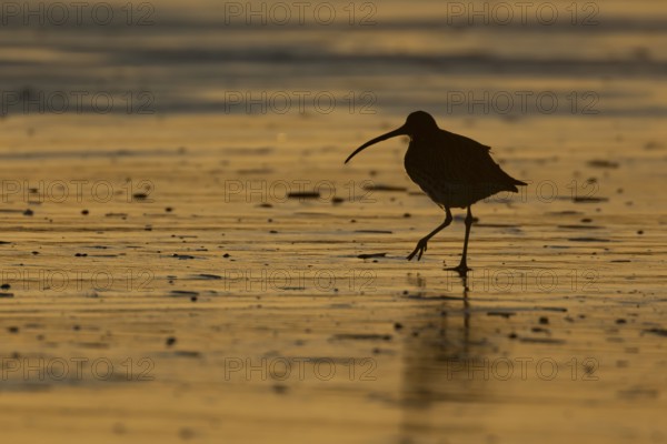 Eurasian curlew (Numenius arquata) silhouette of an adult bird walking on a beach at sunset,