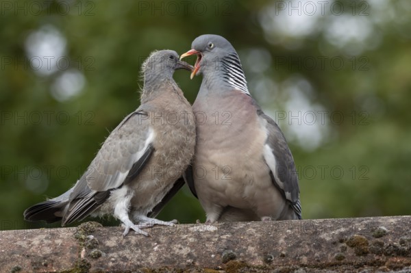 Wood pigeon (Columba palumbus) two birds adult bird feeding a juvenile baby cobb on an urban house