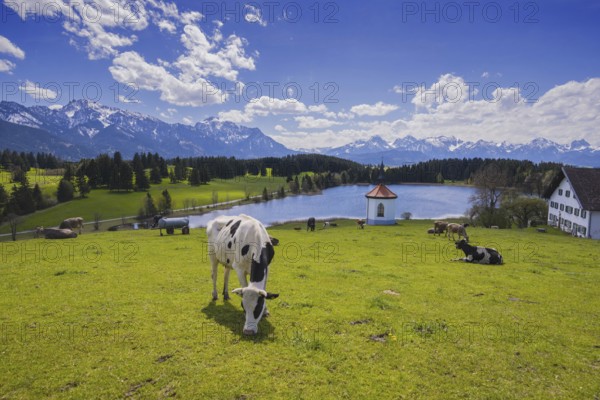 Cows on the pasture, Hergratsrieder See, Alps, near Füssen, Ostallgäu, Allgäu, Bavaria, Germany,