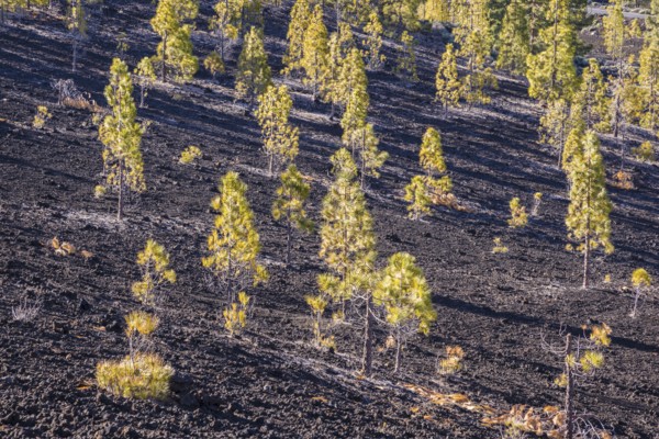 Canary Island pines (Pinus canariensis), Mirador de Chio, Teide National Park, Tenerife, Canary