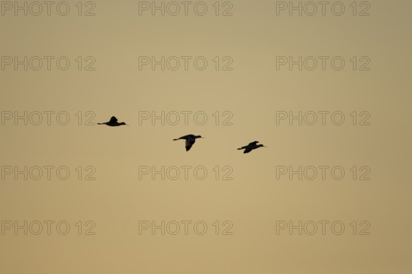 Pied avocet (Recurvirostra avosetta) silhouette of three adult wading birds in flight at sunset,