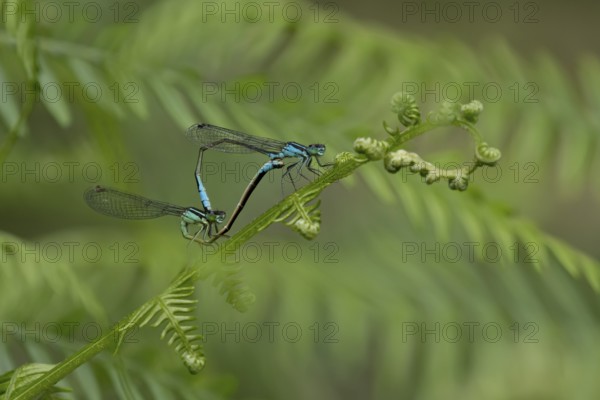 Blue tailed damselfly (Ischnura elegans) adult male and female insects mating on a Bracken plant