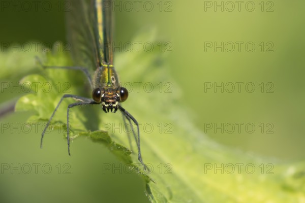 Banded demoiselle damselfly (Calopteryx splendens) adult female insect on a Nettle plant leaf in