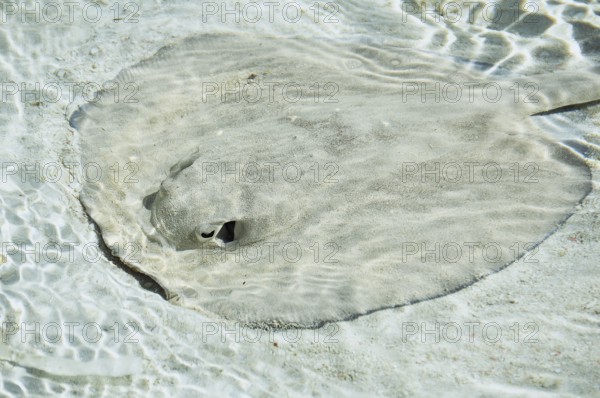 Atlantic stingray (Hypanus sabinus) in shallow water, Cuba, Caribbean Sea, Central America