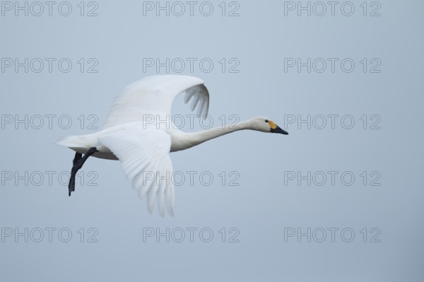 Bewick's swan (Cygnus columbianus) adult bird flying on approach to land, England, United Kingdom,