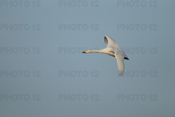Bewick's swan (Cygnus columbianus) adult bird flying, England, United Kingdom, Europe