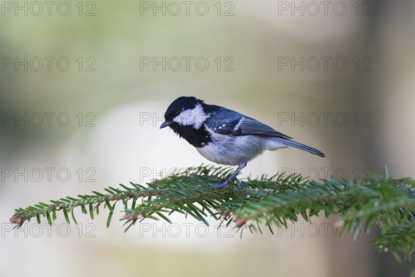 Cole Tit, (Parus ater), male adult, perched on a fir tree branch, Hesse, Germany, Europe
