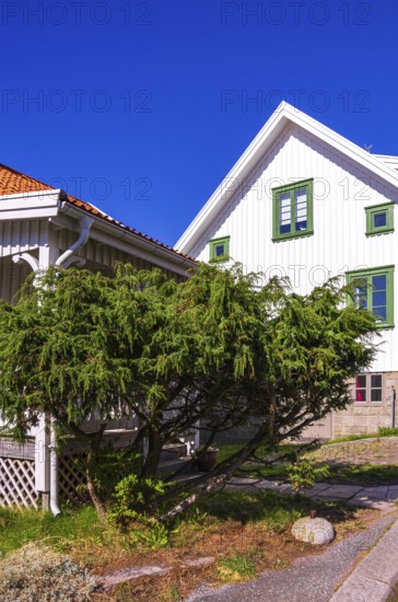 Juniper bush in front of a picturesque house below Vetteberget, the local mountain of Fjällbacka in