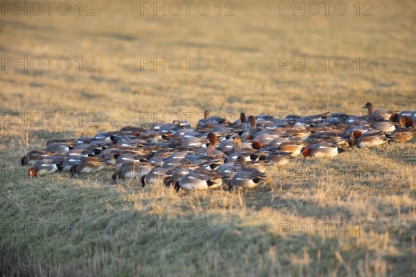 Eurasian Wigeon, (Mareca penelope) birds feeding on grass on a meadow in winter, Texel, Holland