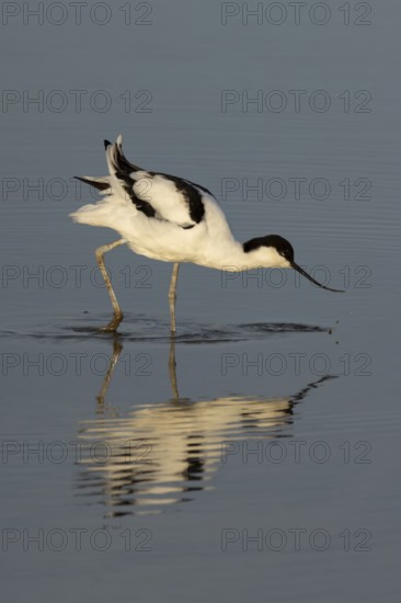 Pied avocet (Recurvirostra avosetta) adult wading bird feeding in a shallow lagoon, Norfolk,