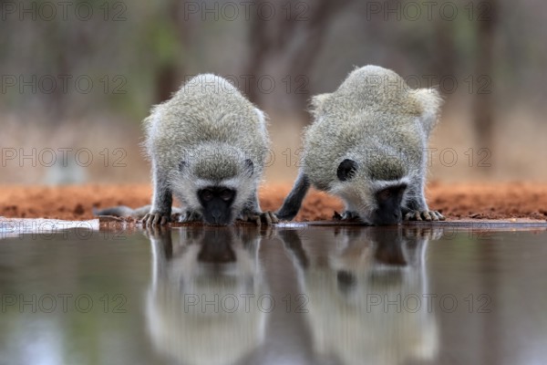 Vervet Monkey (Chlorocebus pygerythrus), adult, two animals, drinking, at the water, Kruger