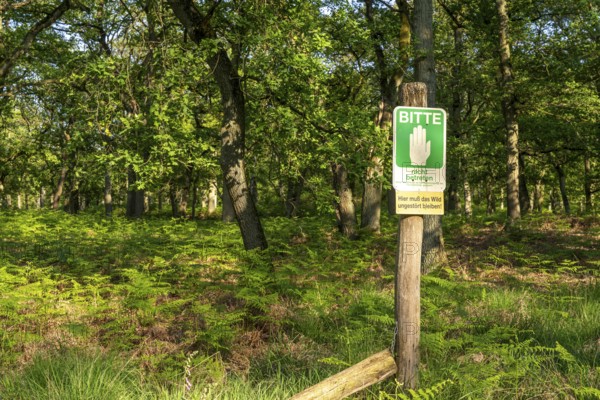 Diersfordter Wald, north of Wesel, nature park with oak and beech forests, glacial sand dunes,
