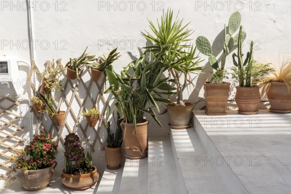 The village of Agios Nikolaos, in the eastern part of Crete, plant decoration in the old town,
