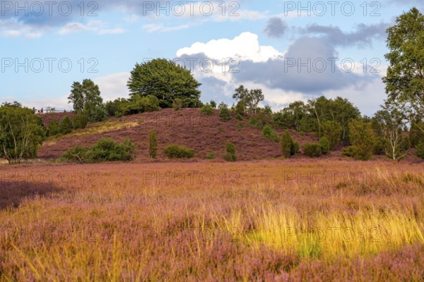 Heather blossom of the broom heather, in the Lüneburg Heath nature reserve, near Wilseder Berg,