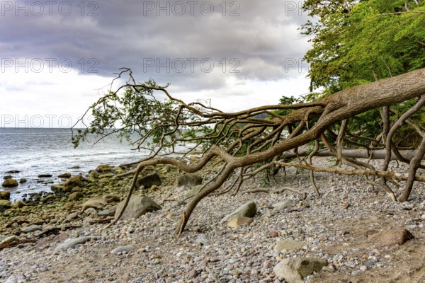 The Hochuferwanderweg from Baabe via Sellin to Binz, through dense beech forest, along the cliffs,