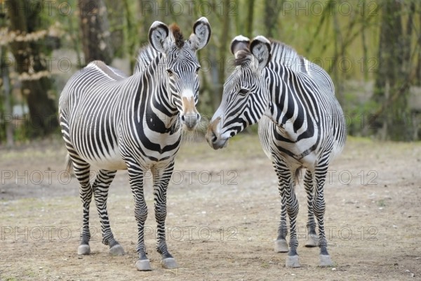 Two zebras in the green, playfully turned towards each other, with clear stripes, Grevy's zebra