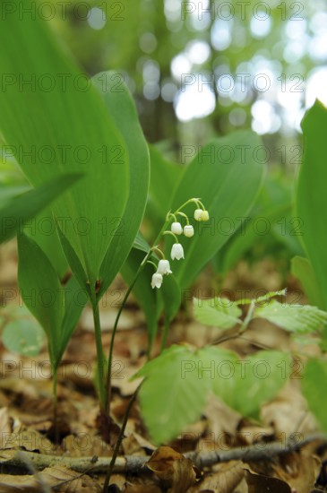 Close-up of lily of the valley with green leaves in the forest, lily of the valley (Convallaria