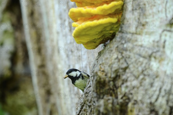 Tit with food in its beak next to a tree-covered mushroom, Fir Tit (Periparus ater), Bavaria