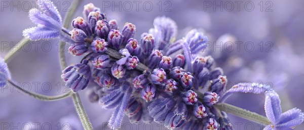 Detailed macro of a lavender flower (Lavandula angustifolia), showing the tiny purple buds and