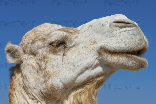 Dromedary (Camelus dromedarius), Arabian camel in head portrait, head, animal, farm animal, detail,